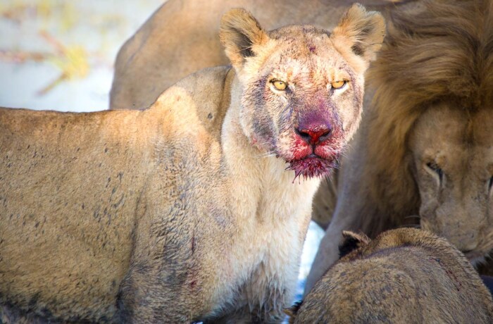 Spot big cats and iconic wildlife on a Kenya Ultimate Safari