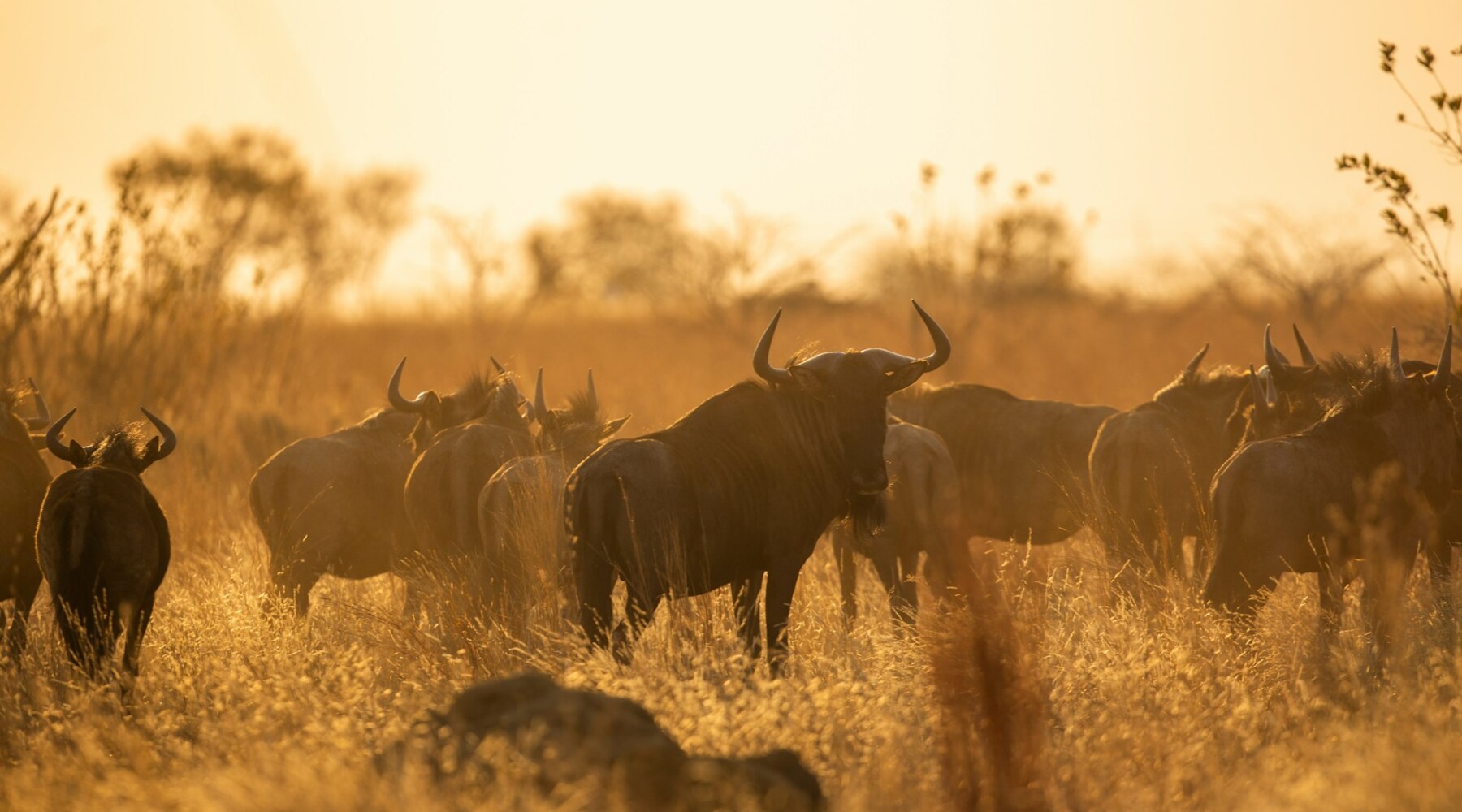 Wildlife & Migration