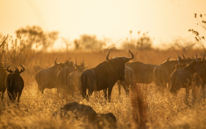 Wildlife & Migration