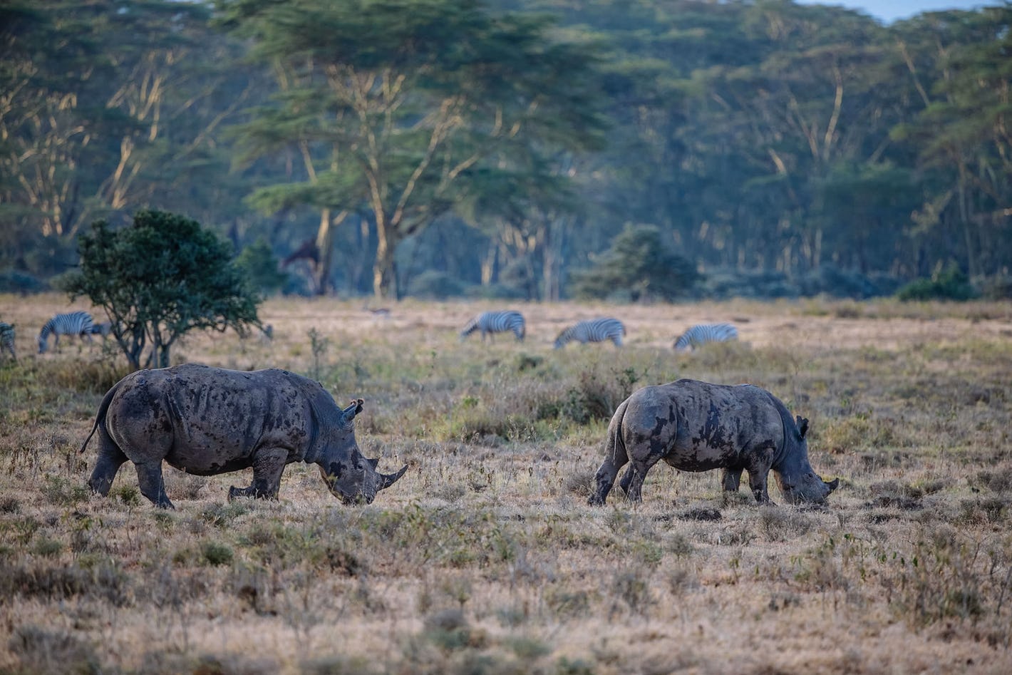 Lake Nakuru