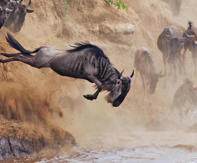 Kenya & Tanzania Great Migration Safari