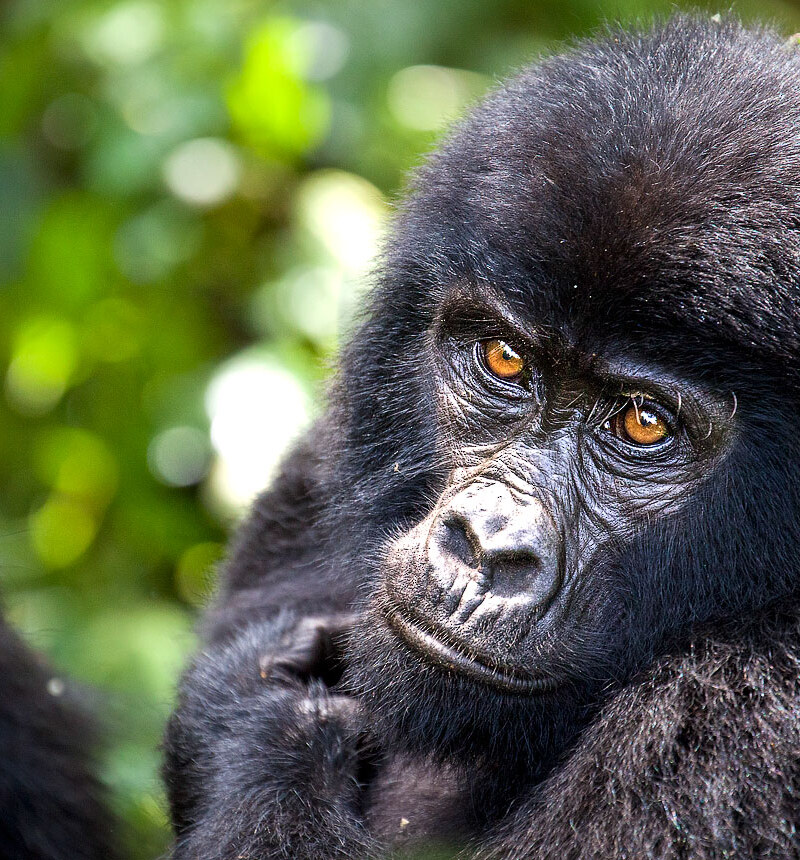 Bwindi Gorilla Trekking Safari
