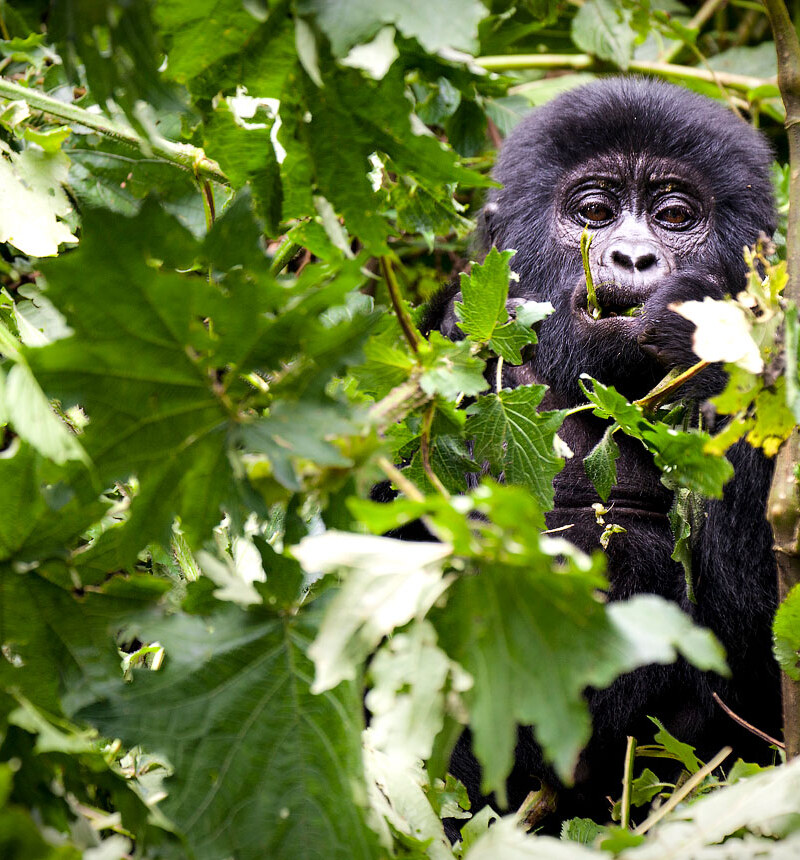 Uganda Gorillas & Chimpanzees Safari
