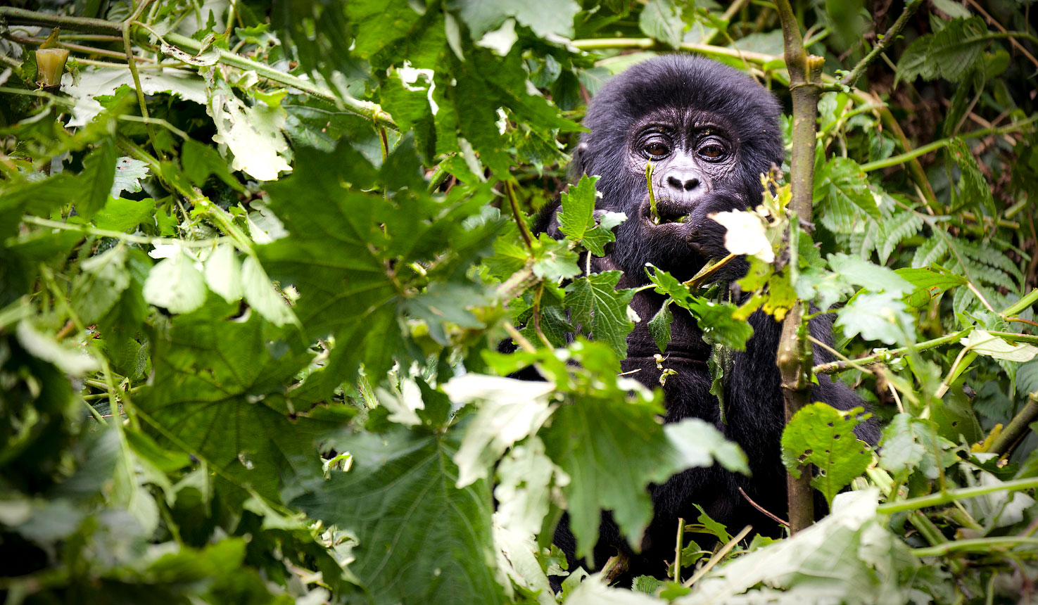 Uganda Gorillas & Chimpanzees Safari