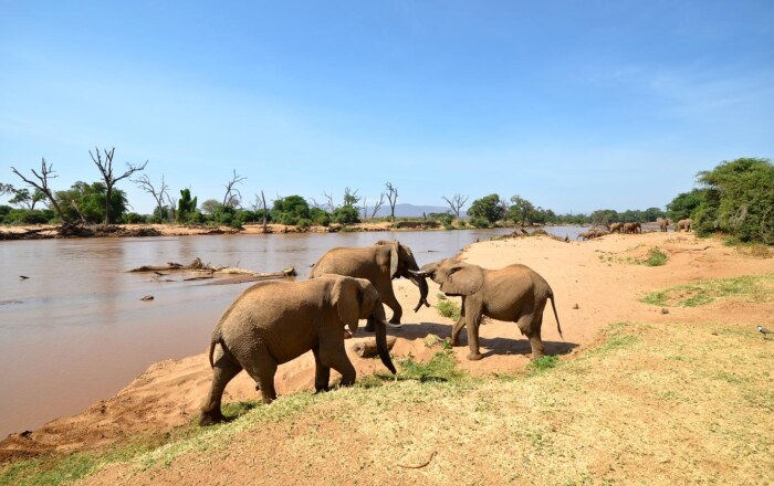Samburu