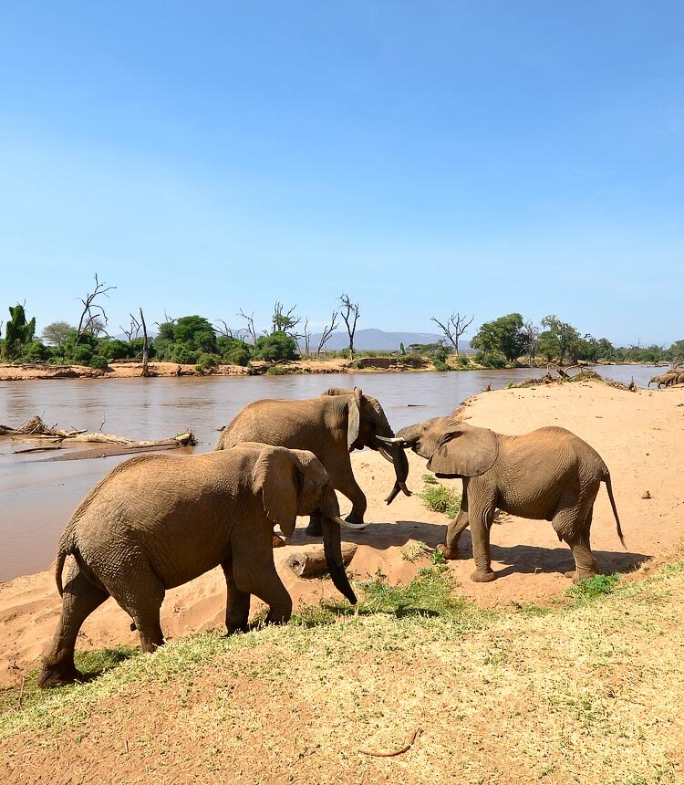 Samburu