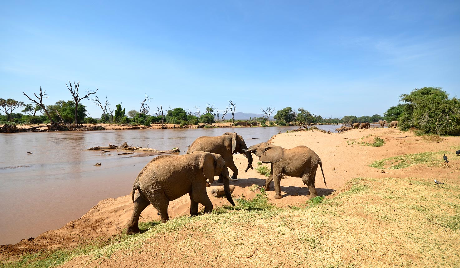 Samburu