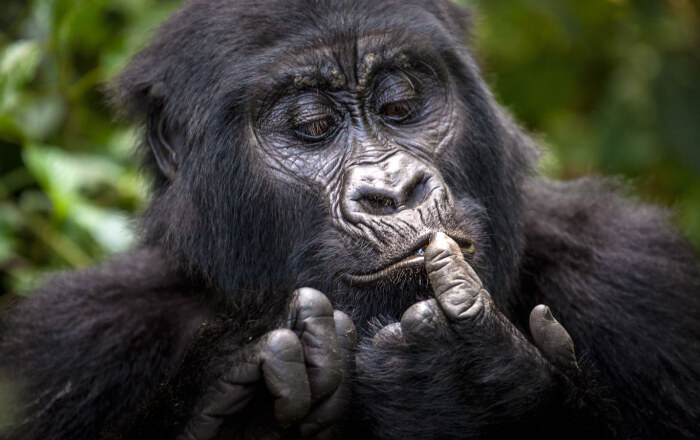 Bwindi Impenetrable Forest