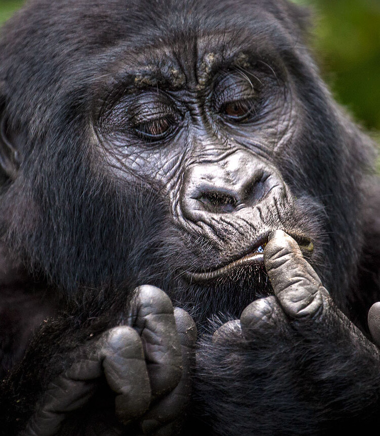Bwindi Impenetrable Forest