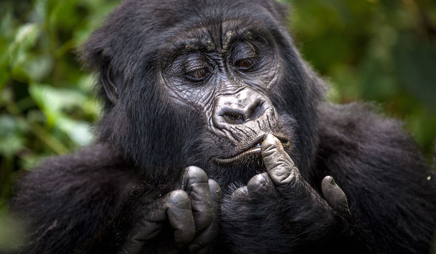 Bwindi Impenetrable Forest