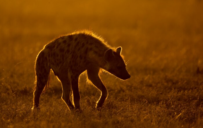 Kenya