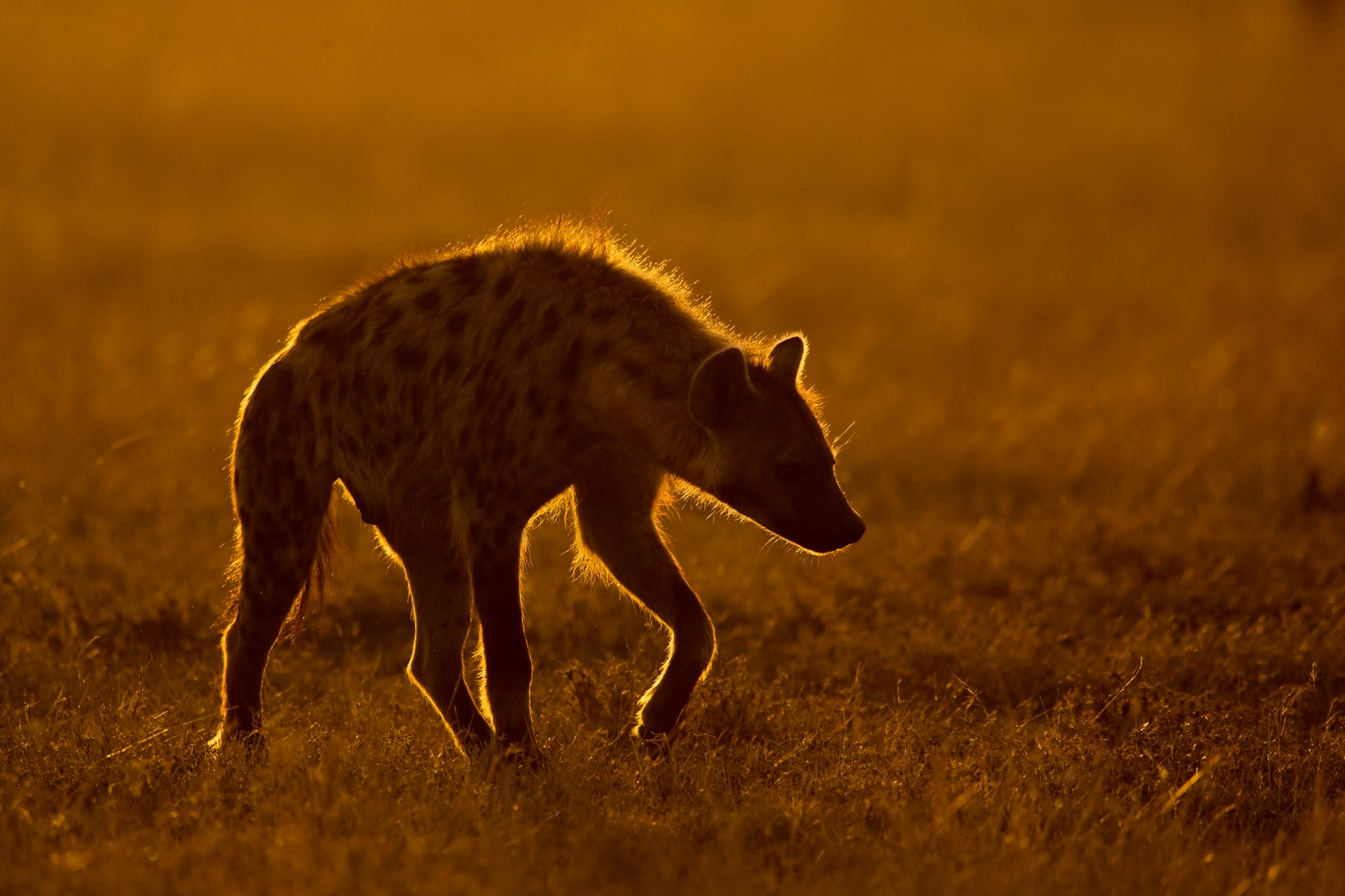Kenya