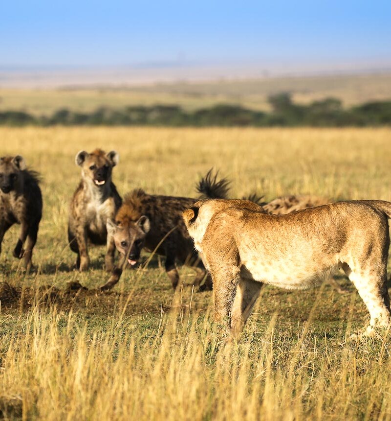Grand Kenya Fly-In Safari & Lamu