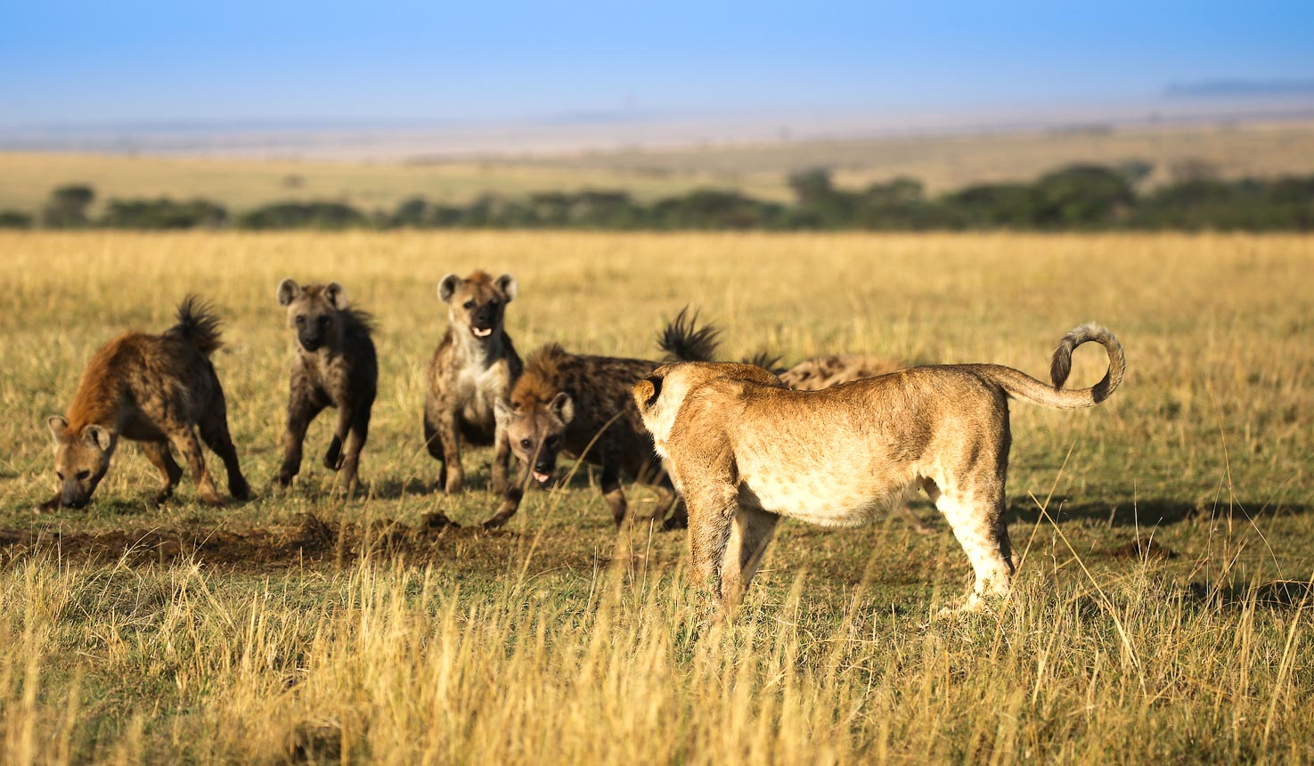 Grand Kenya Fly-In Safari & Lamu