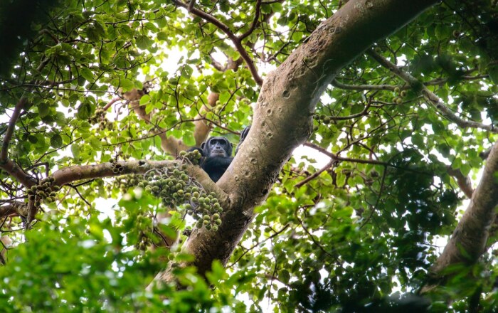 Kibale Forest