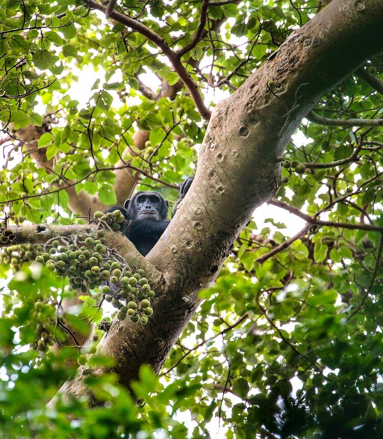Kibale Forest