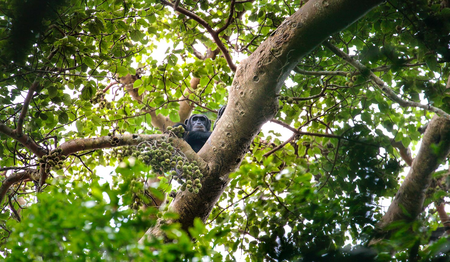 Kibale Forest
