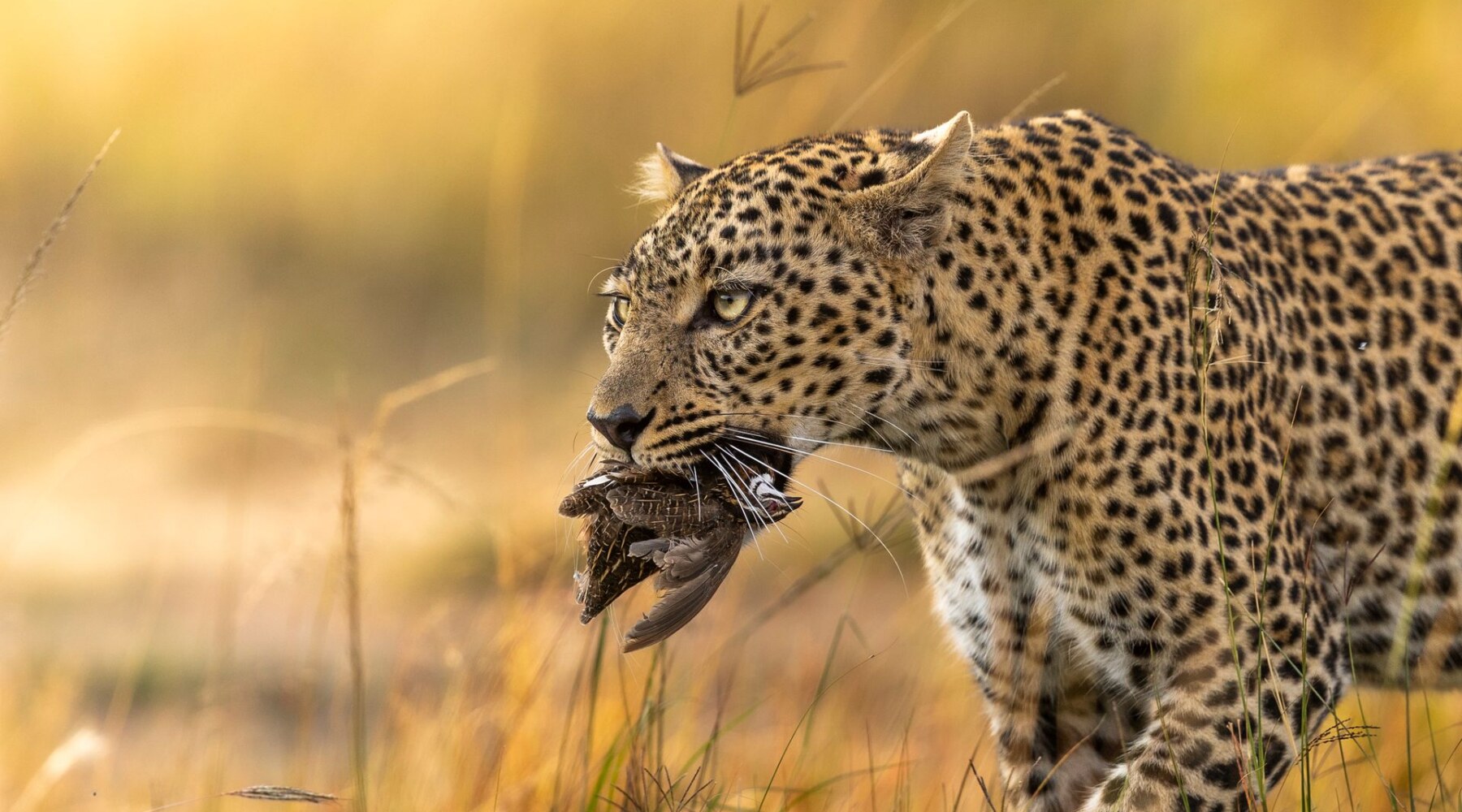 Spot Iconic wildlife, including the elusive leopard on this private Grand Kenya Circuit safari
