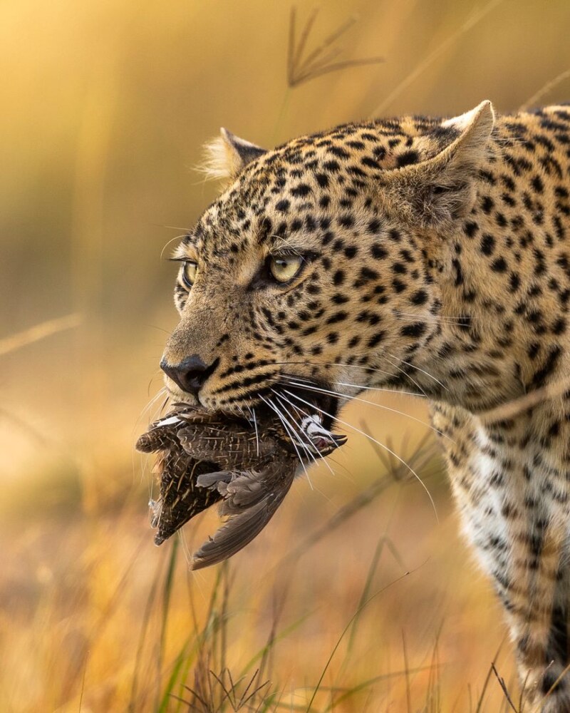 Spot Iconic wildlife, including the elusive leopard on this private Grand Kenya Circuit safari
