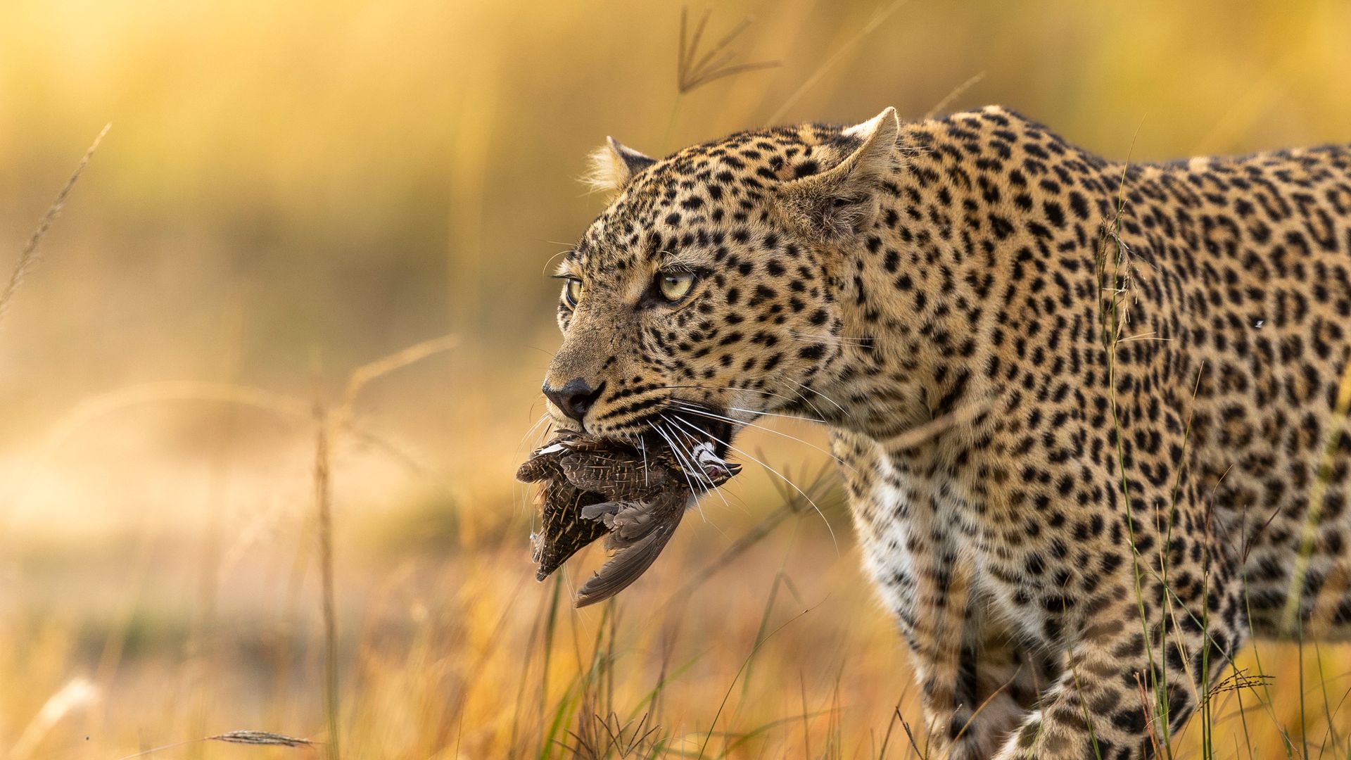 Spot Iconic wildlife, including the elusive leopard on this private Grand Kenya Circuit safari