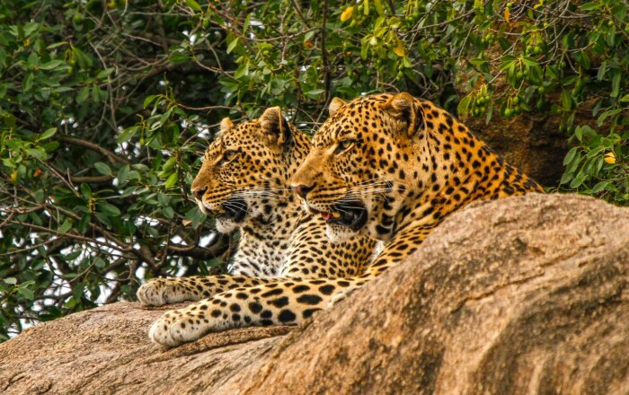 Serengeti