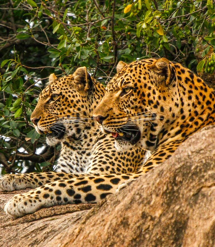 Serengeti