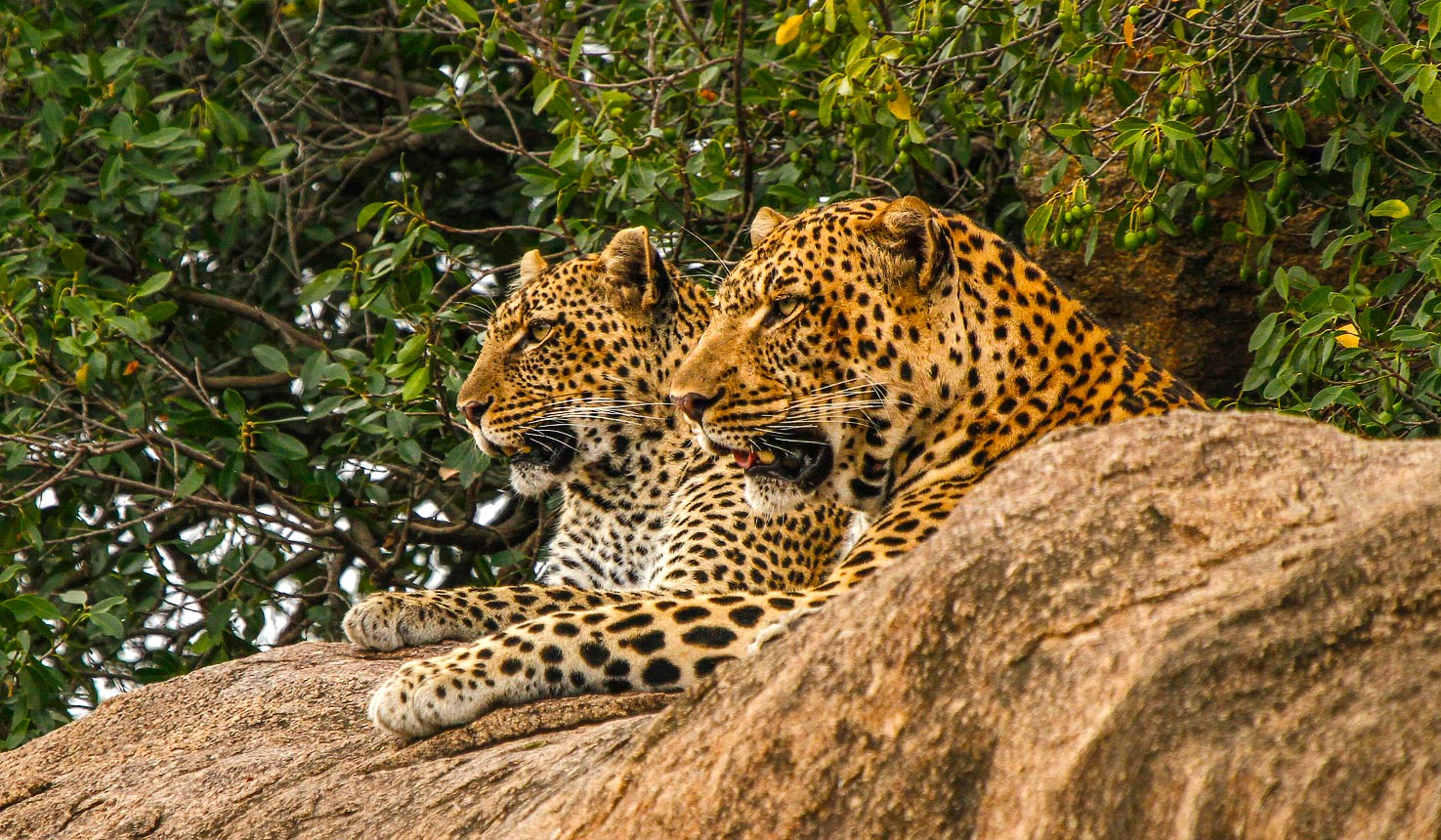 Serengeti