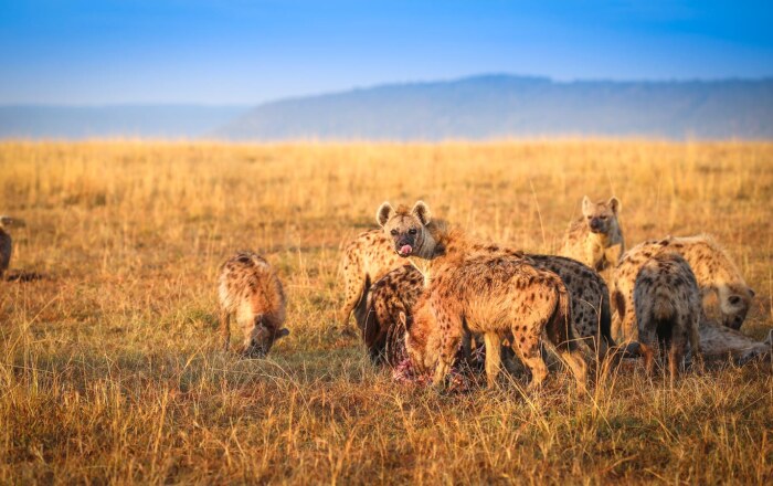 Masai Mara