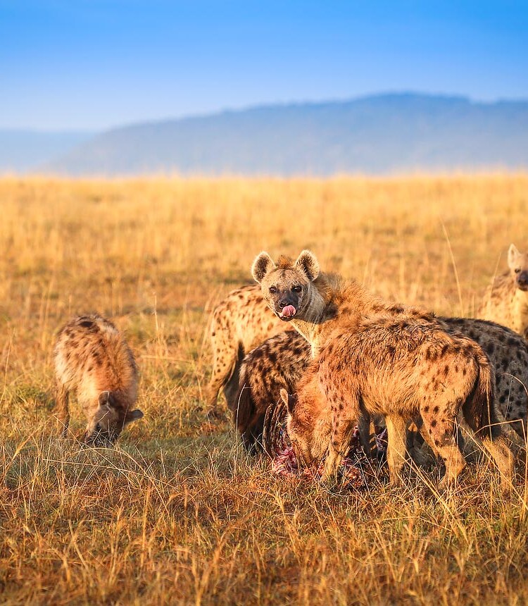 Masai Mara