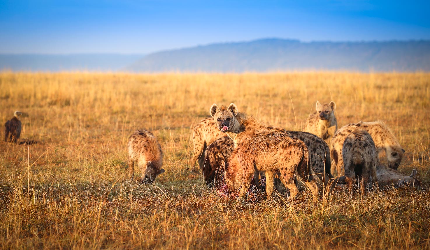 Masai Mara