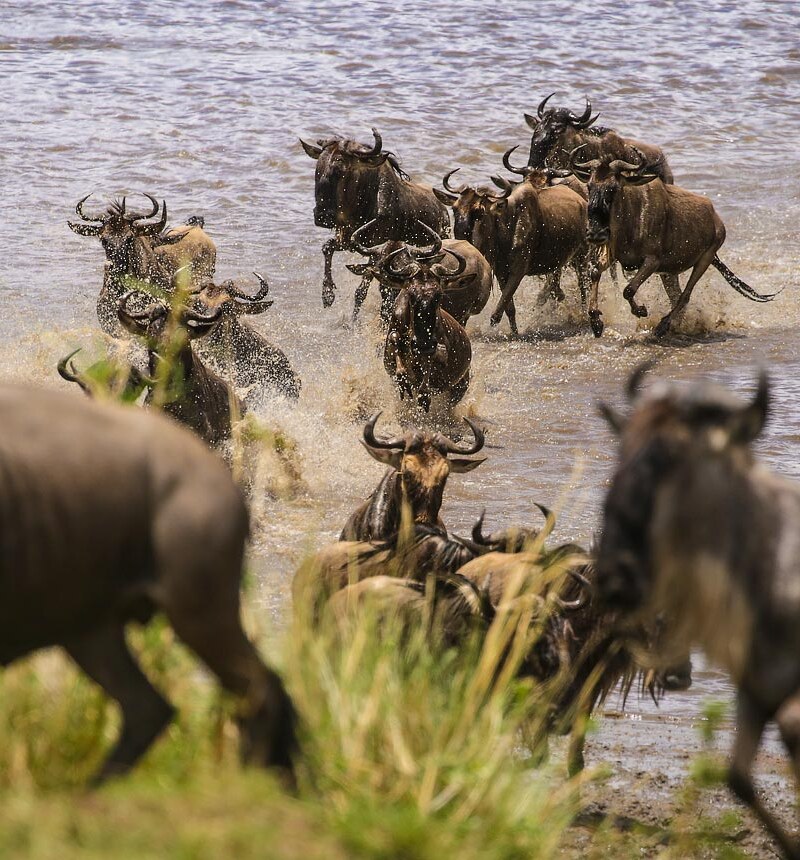 Serengeti Migration Safari: Tarangire, Ngorongoro & Serengeti