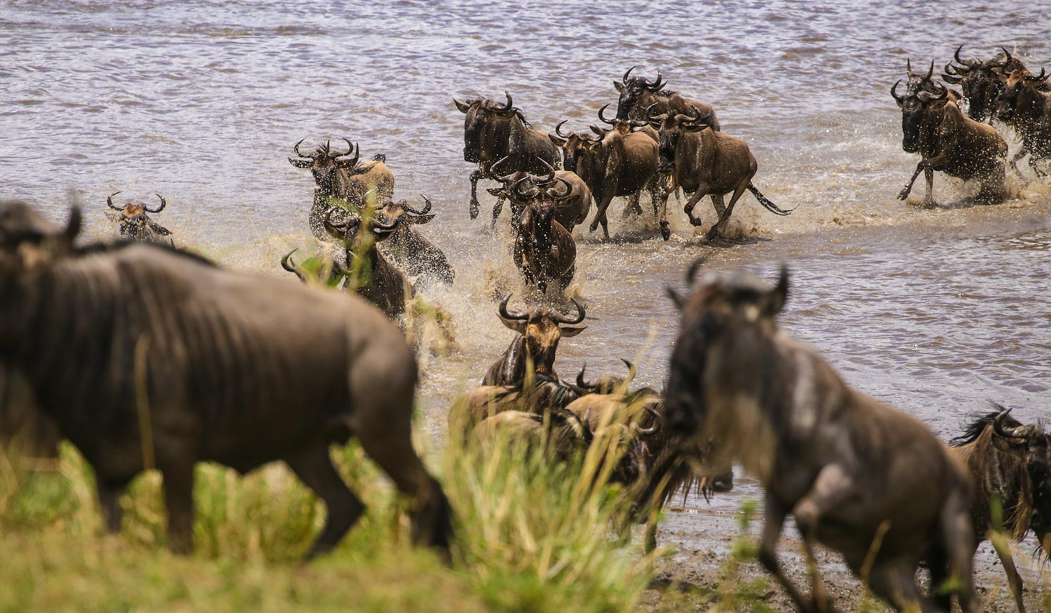 Serengeti Migration Safari: Tarangire, Ngorongoro & Serengeti