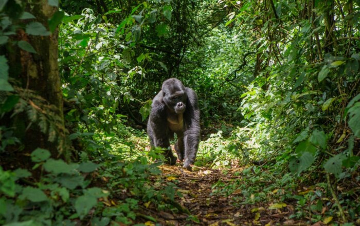 Uganda