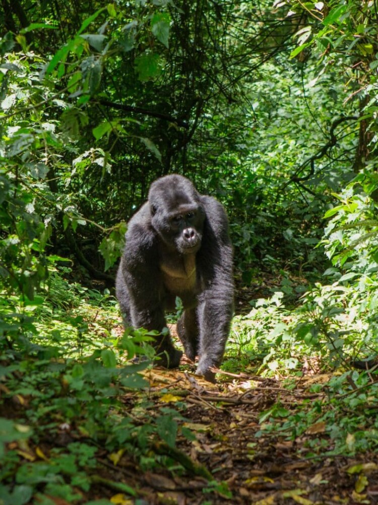 Uganda