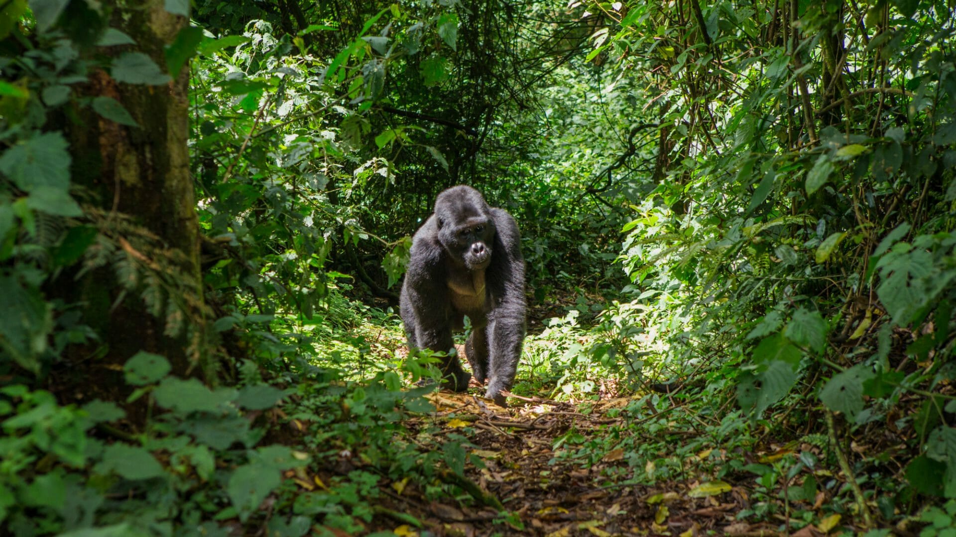 Uganda