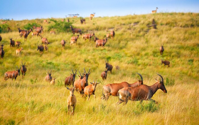 Queen Elizabeth National Park