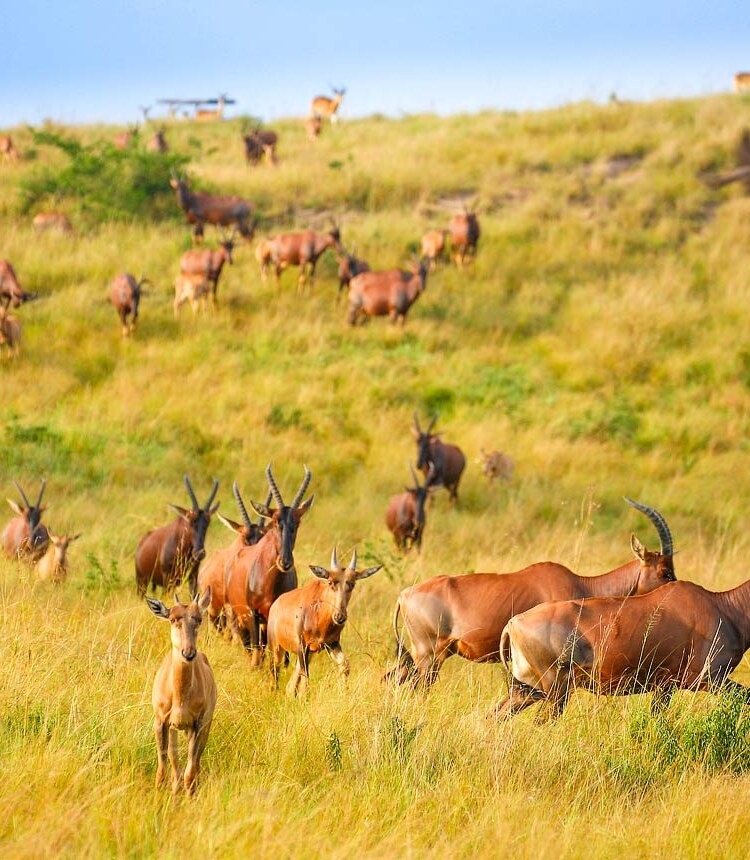 Queen Elizabeth National Park