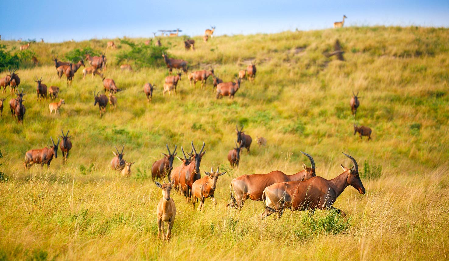 Queen Elizabeth National Park