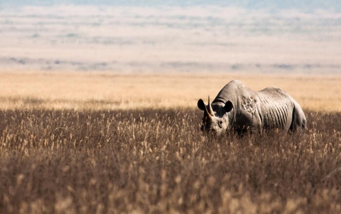 Ngorongoro Crater