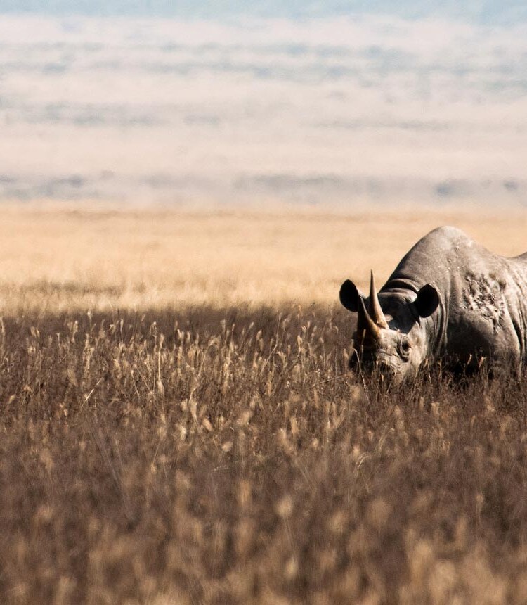 Ngorongoro Crater