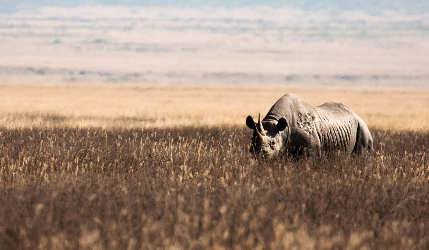 Ngorongoro Crater