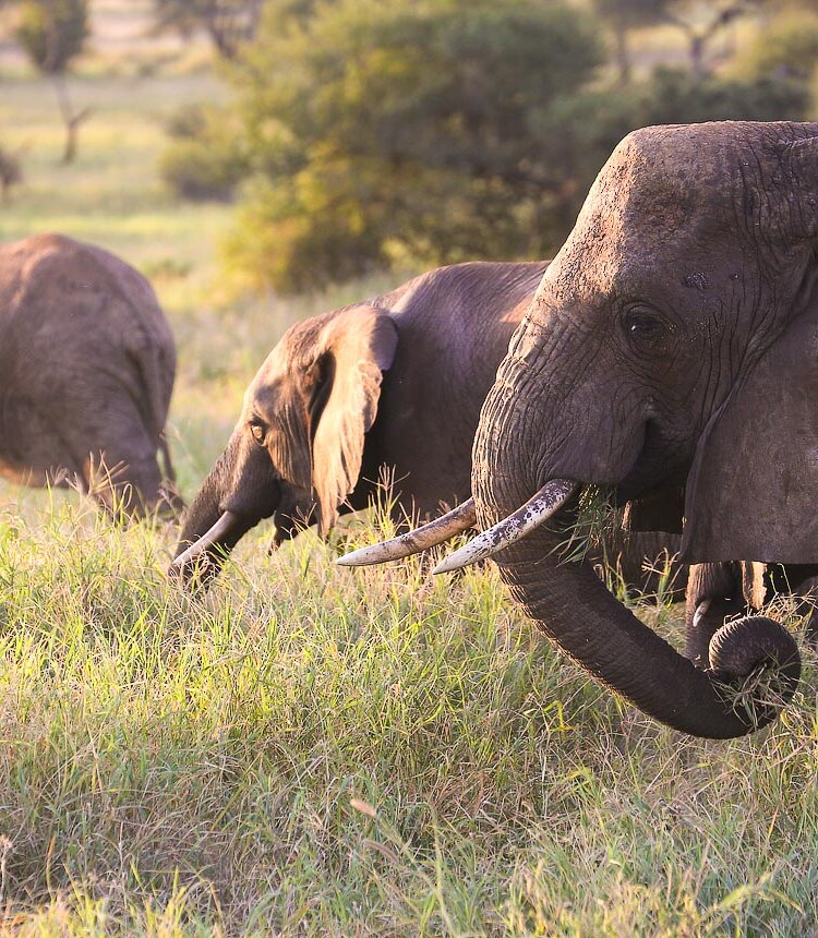 Tarangire