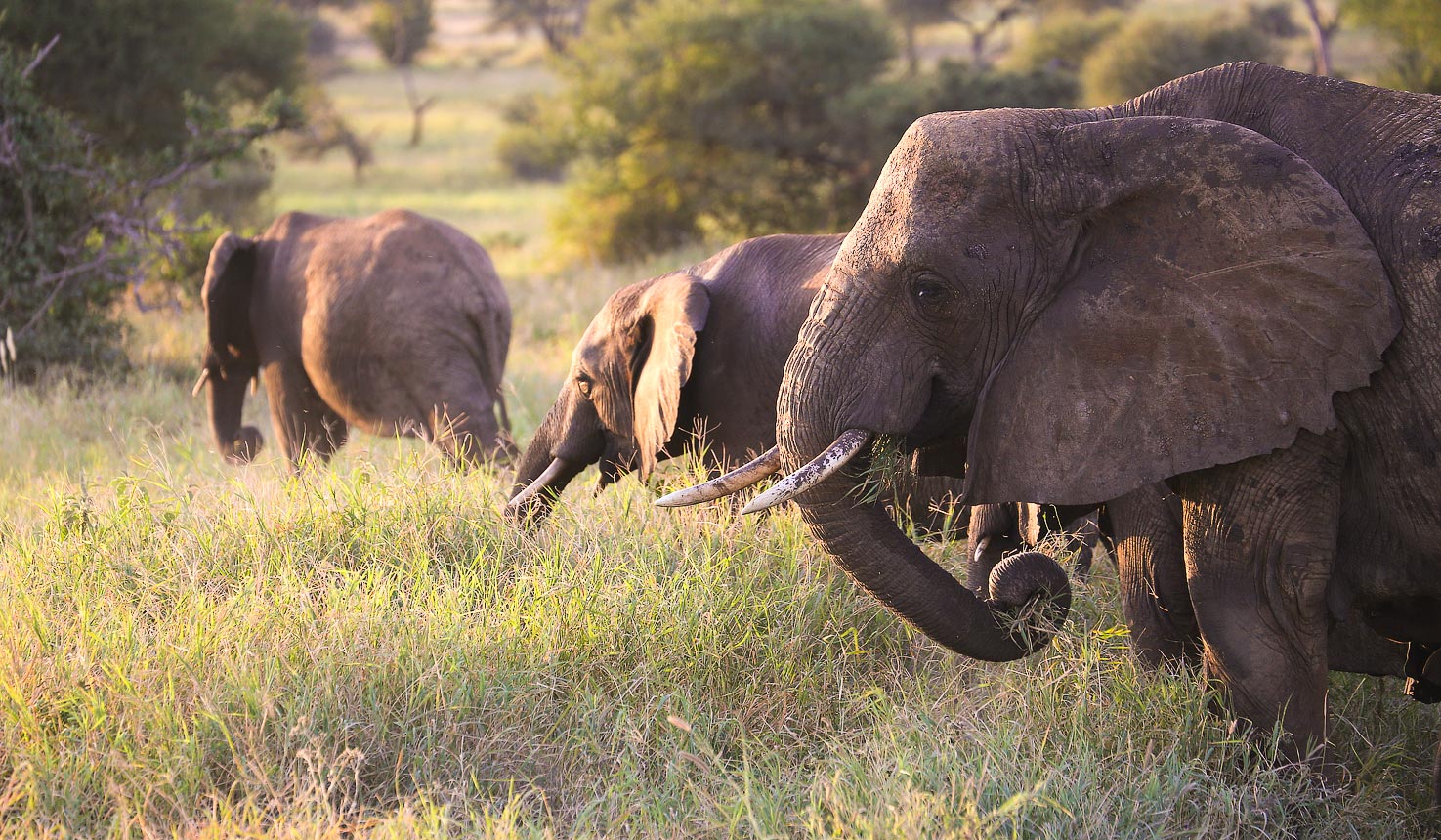 Tarangire