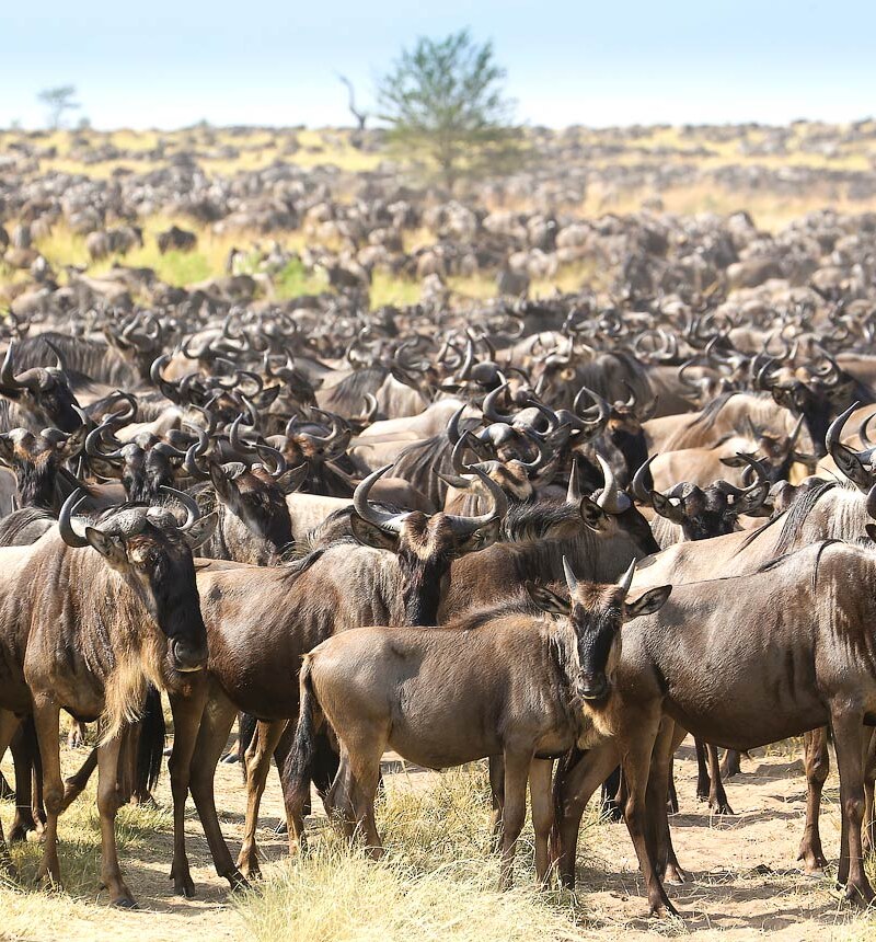 Masai Mara & Gorillas: Kenya and Uganda Safari